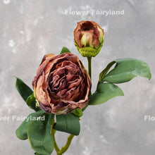 Load image into Gallery viewer, 2 Heads Dried Look Peony - Coffee
